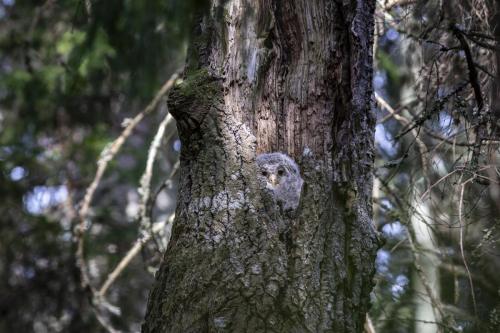 ural owl (strix uralensis)