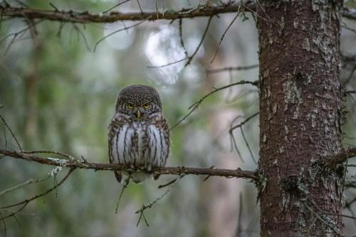 Eurasian pygmy owl (Glaucidium passerinum)