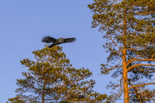 Ural owl (Strix uralensis)