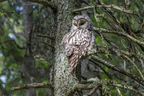 Ural owl (Strix uralensis)