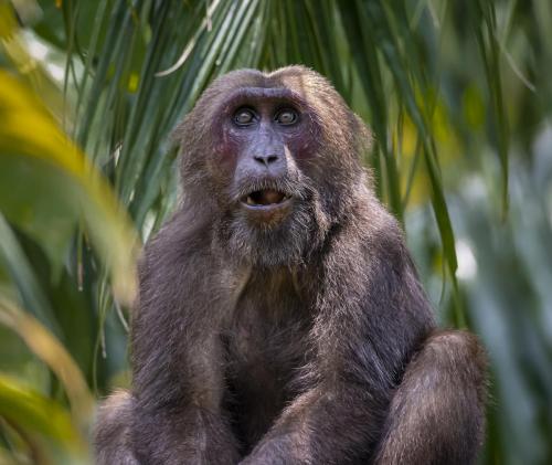 Stump-tailed Macaque (Macaca arctoides)