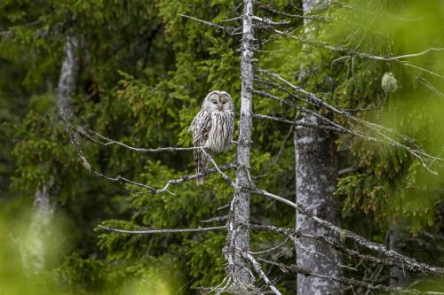 Ural owl (Strix uralensis)