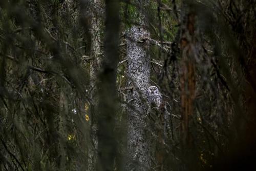 Ural owl (Strix uralensis)