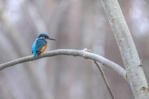 Jäälind, Common kingfisher (Alcedo atthis)