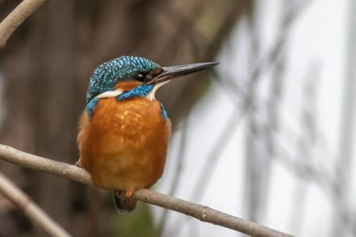 Jäälind, Common kingfisher (Alcedo atthis)