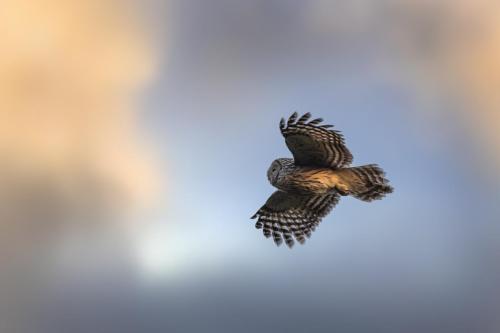 Ural owl (Strix uralensis)