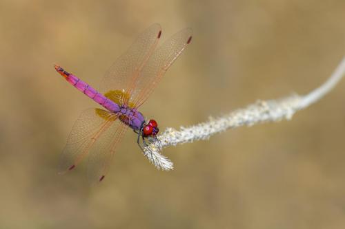 Violet dropwing (Trithemis annulata)