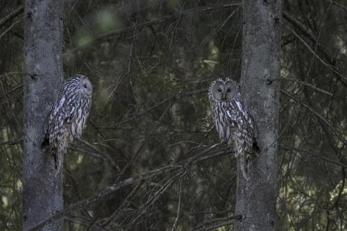 Ural owl (Strix uralensis)