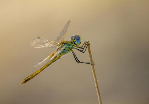 Yellow-winged darter