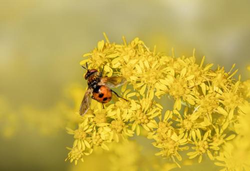 Tachinid flies (Tachinidae)