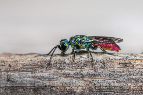 Ruby-tailed Cuckoo wasp (Crysis ignita)