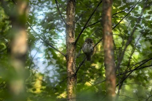 Eurasian pygmy owl (Glaucidium passerinum)