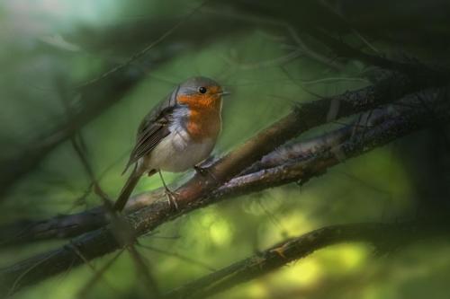 European robin (Erithacus rubecula)