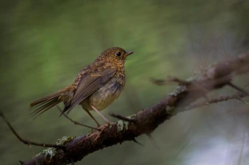 European robin (Erithacus rubecula)