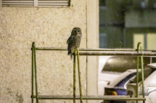 Ural owl (Strix uralensis)