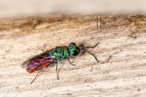 Cuckoo wasp (Crysis)