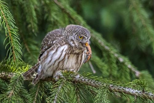 Eurasian pygmy owl (Glaucidium passerinum)