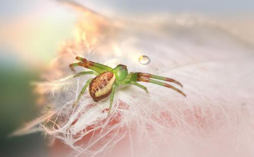 Green crab spider (Diaea dorsata)