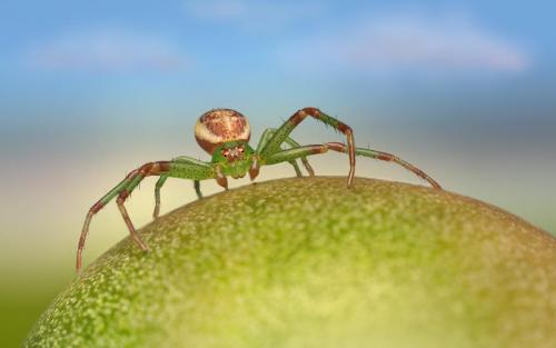 Green crab spider (Diaea dorsata)