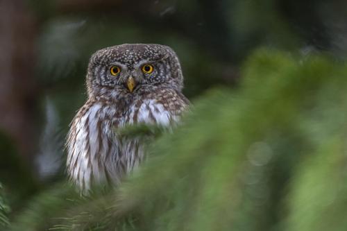 Eurasian pygmy owl (Glaucidium passerinum)