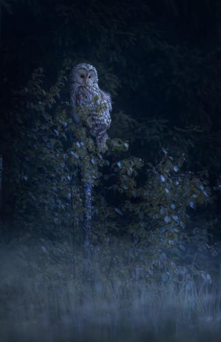 Ural owl (Strix uralensis)