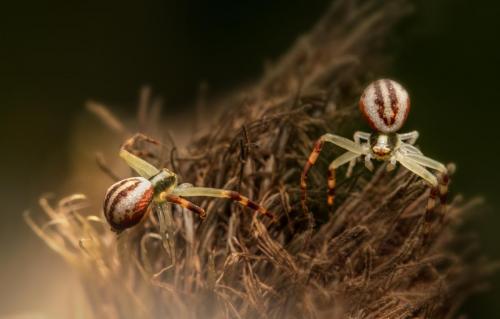 Goldenrod crab spider (Misumena vatia)