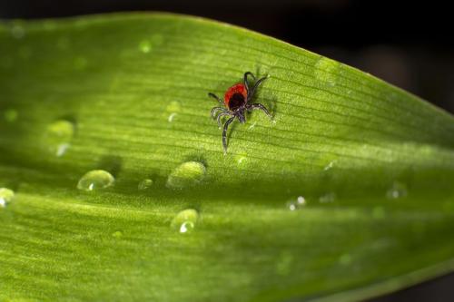 Castor bean Tick (Ixodes ricinus)