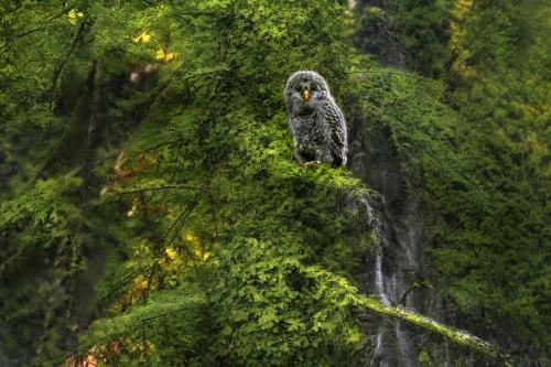 ural owl