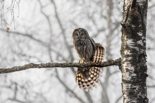 Ural owl (Strix uralensis)