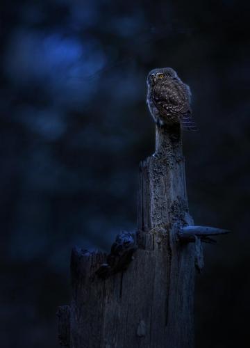 Eurasian pygmy owl (Glaucidium passerinum)