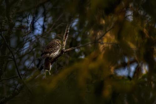 Eurasian pygmy owl (Glaucidium passerinum)