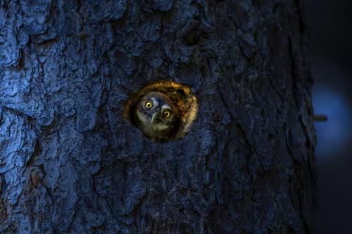 Eurasian pygmy owl (Glaucidium passerinum)