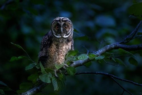 Long-eared owl (Asio otus)