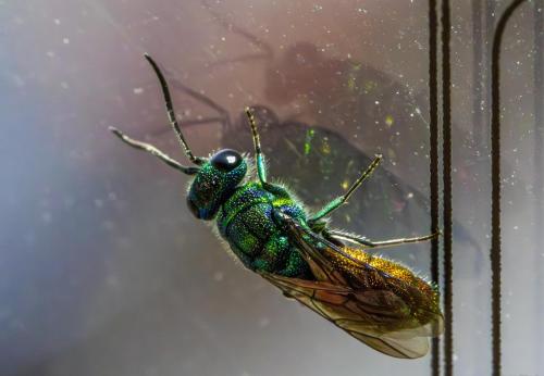 Cuckoo wasp (Chrysis fulgida)