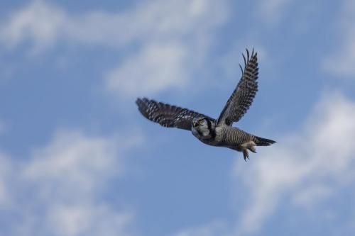 Vöötkakk, Northern Hawk-owl (Surnia ulula)