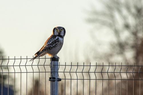 Vöötkakk, Northern Hawk-owl (Surnia ulula)