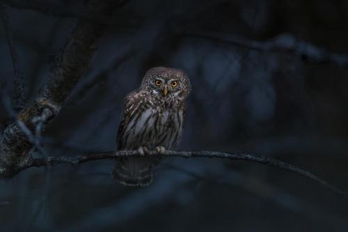 Eurasian pygmy owl (Glaucidium passerinum)