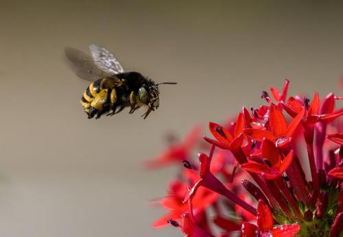 Hairy-footed flower bee (Anthophora plumpies)