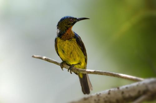 Brown-throated sunbird (Anthreptes malacensis)