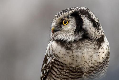 Vöötkakk, Northern Hawk-owl (Surnia ulula)