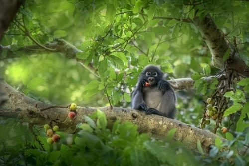 Dusky leaf monkey (Trachypithecus obscurus)