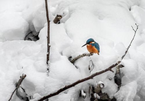 Common kingfisher (Alcedo atthis)