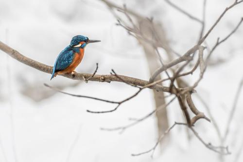 Common kingfisher (Alcedo atthis)