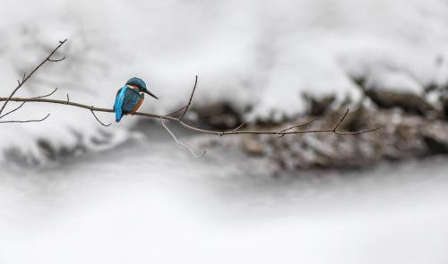 Common kingfisher (Alcedo atthis)