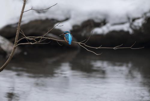 Common kingfisher (Alcedo atthis)