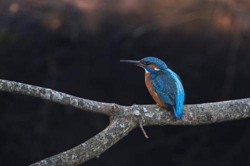 Common kingfisher (Alcedo atthis)