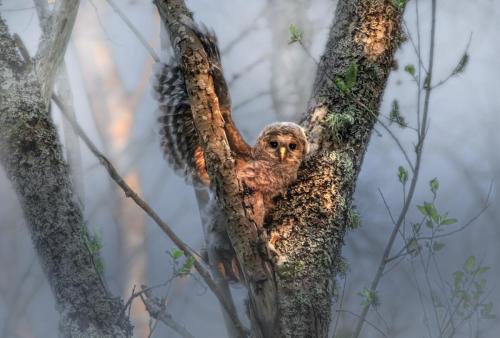 Ural owl (Strix uralensis)