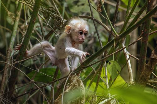 Stump-tailed Macaque (Macaca arctoides)