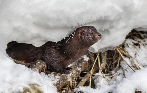 American mink (Neogale vison)