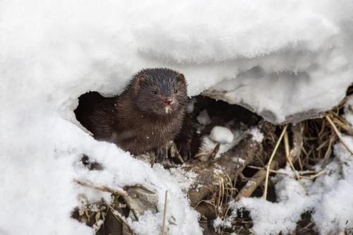 American mink (Neogale vison)